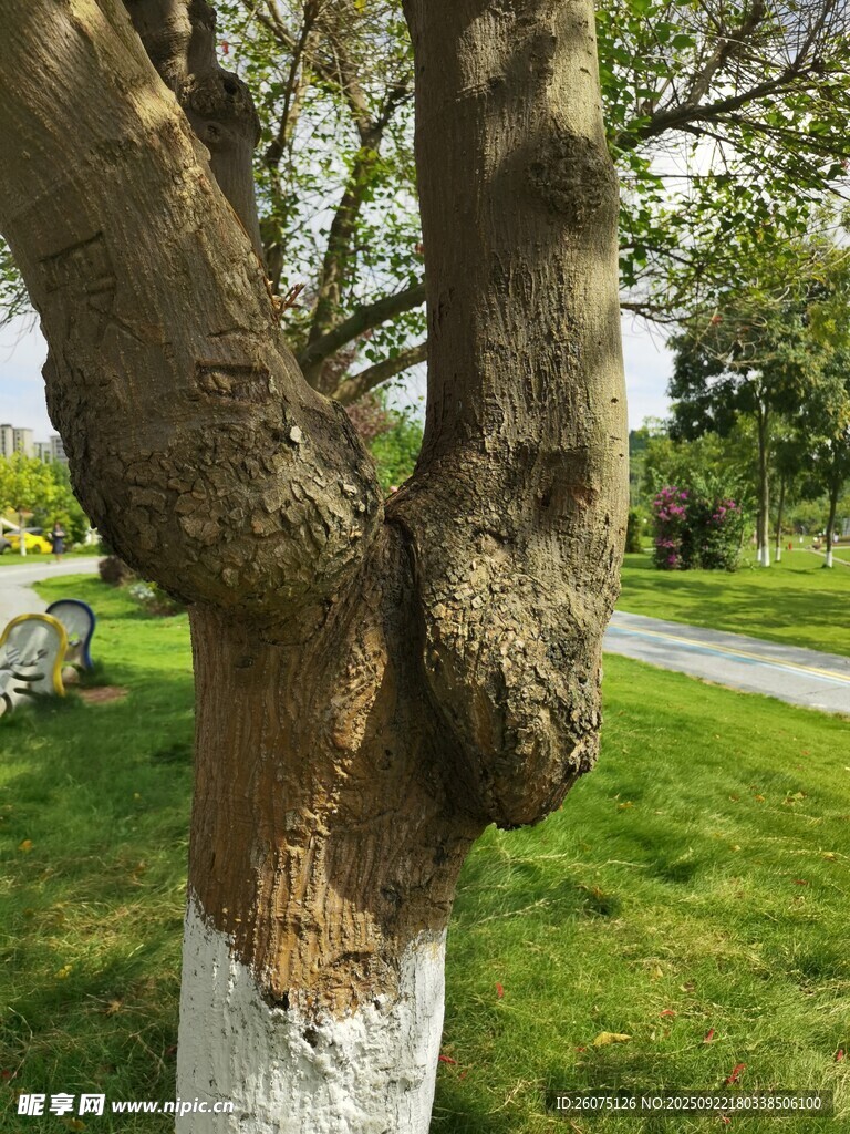 奇特树瘤景观