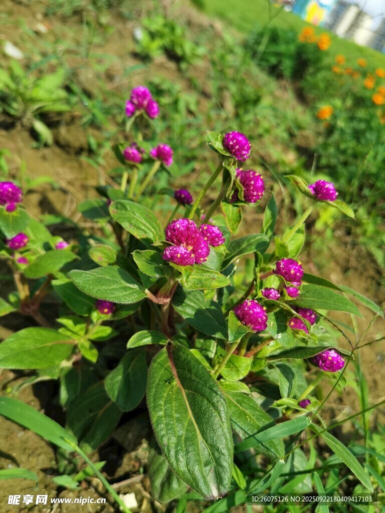 绽放的紫色小花
