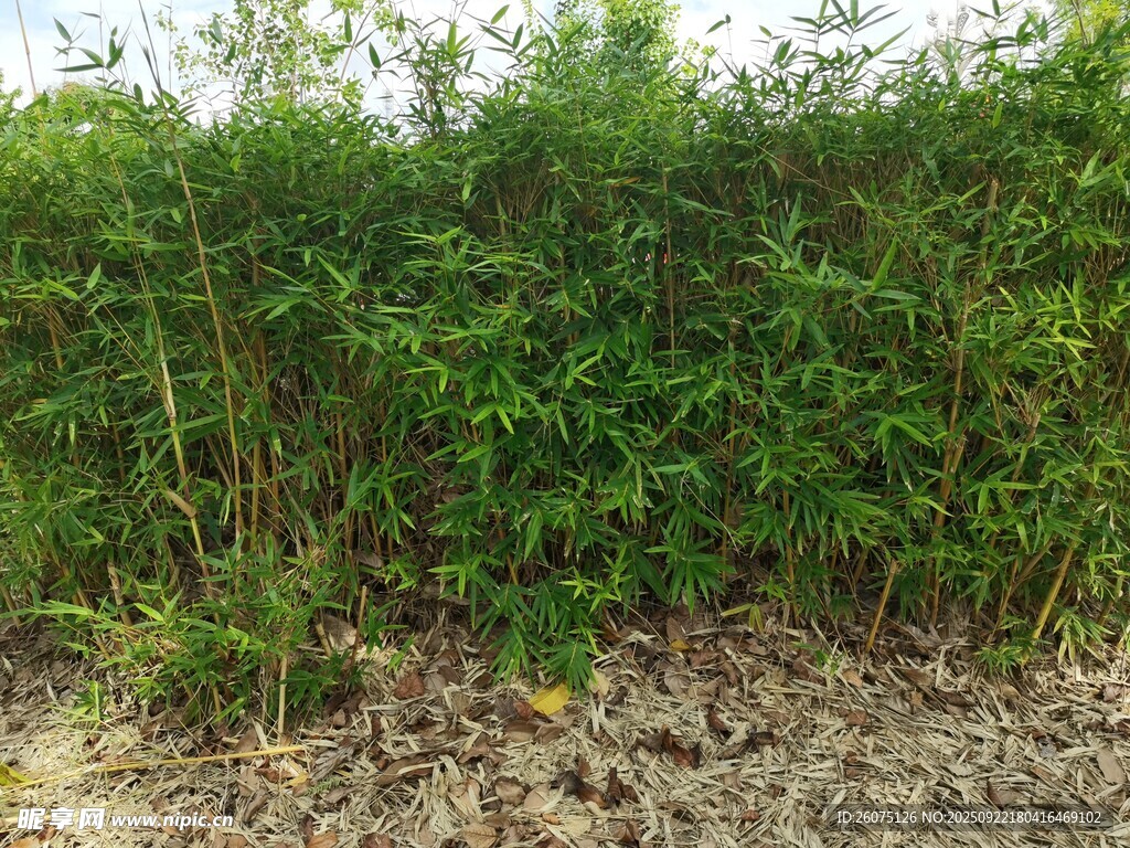 茂密绿植墙