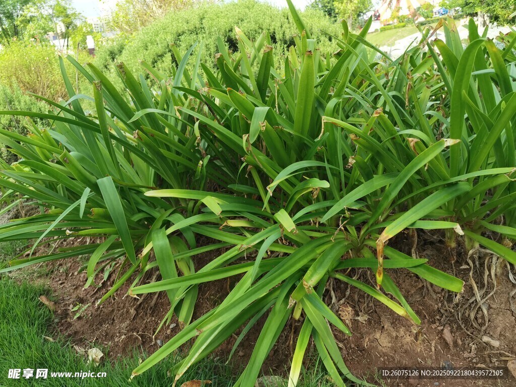 葱郁绿植景观