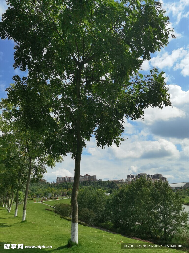 绿树成荫的户外美景