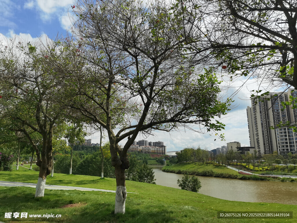 城市湖畔树木风景图