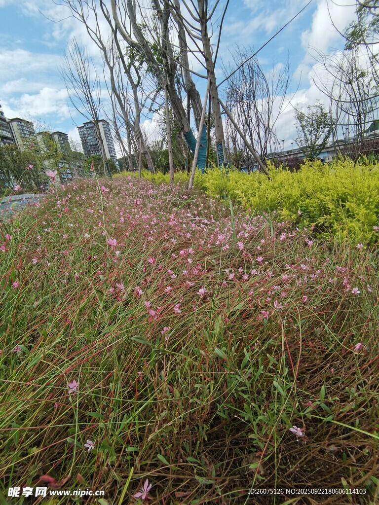 郊外多彩花草景观