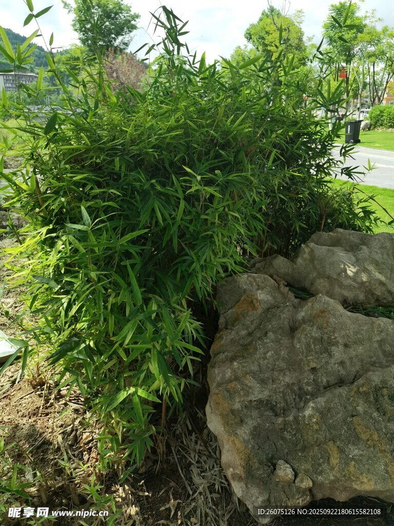 石边绿植景观