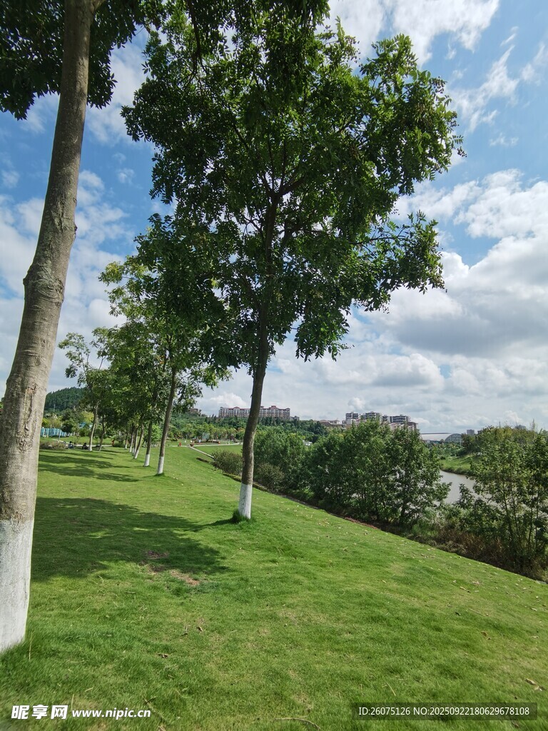 绿意盎然的户外草地风景
