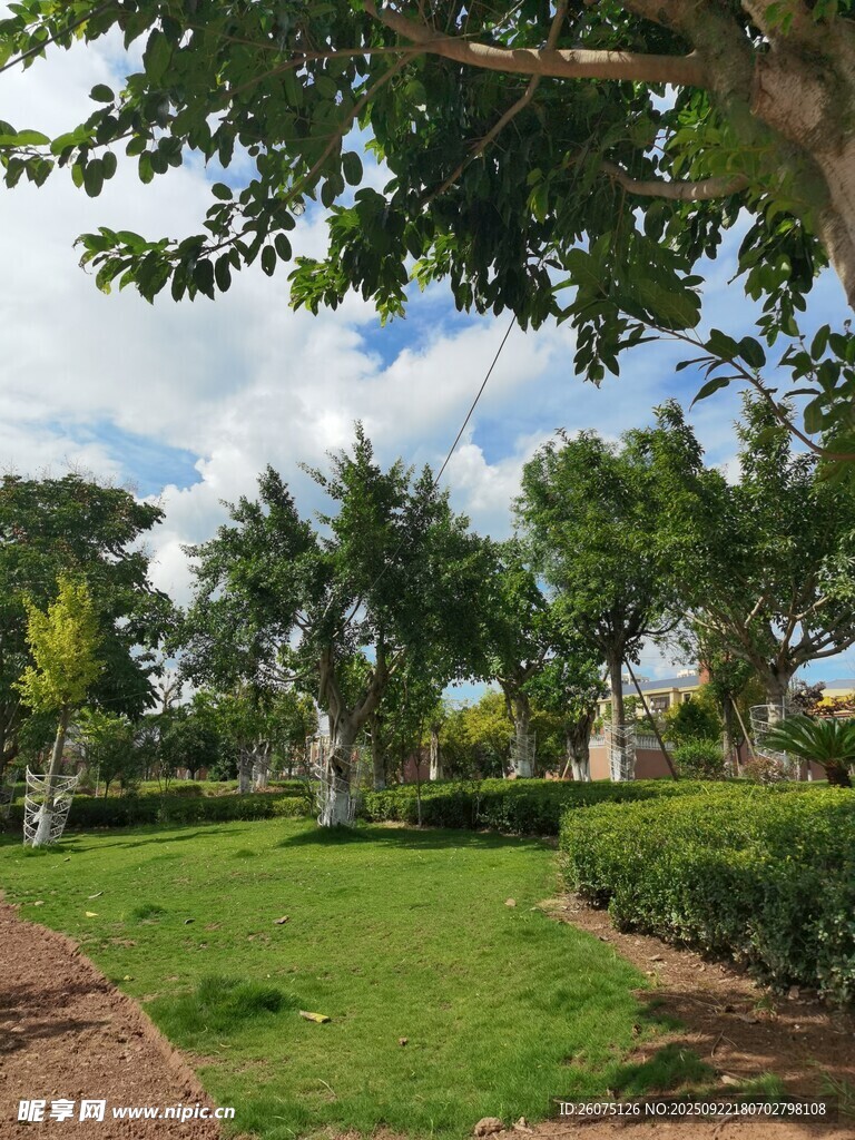 绿意盎然的户外花园景观