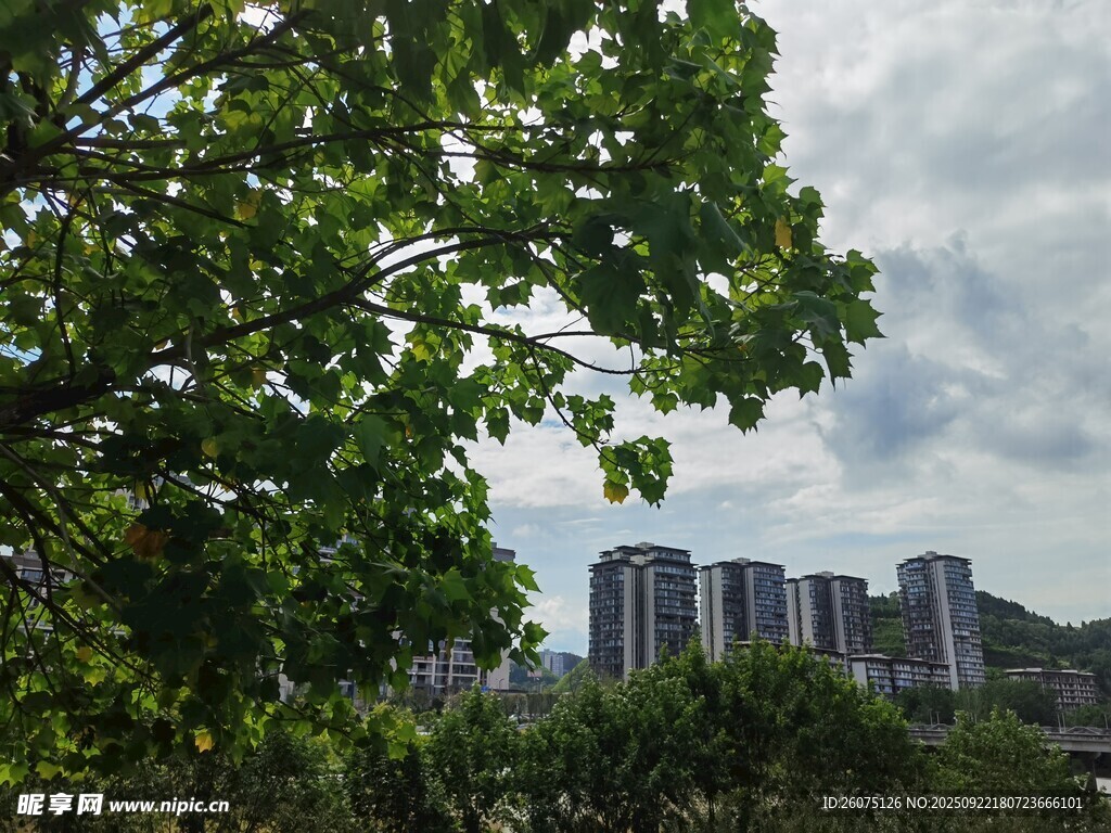 绿树掩映下的城市建筑群