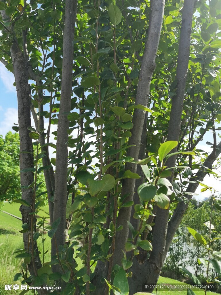 夏日葱郁树林景观