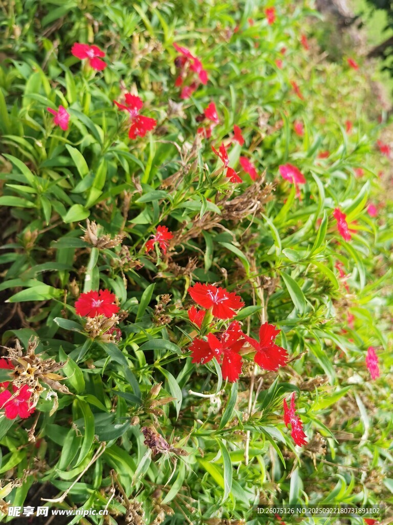 鲜艳红花绽放于绿叶间
