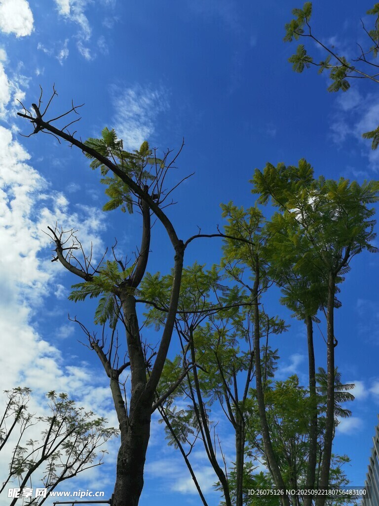 蓝天绿树展现自然之美