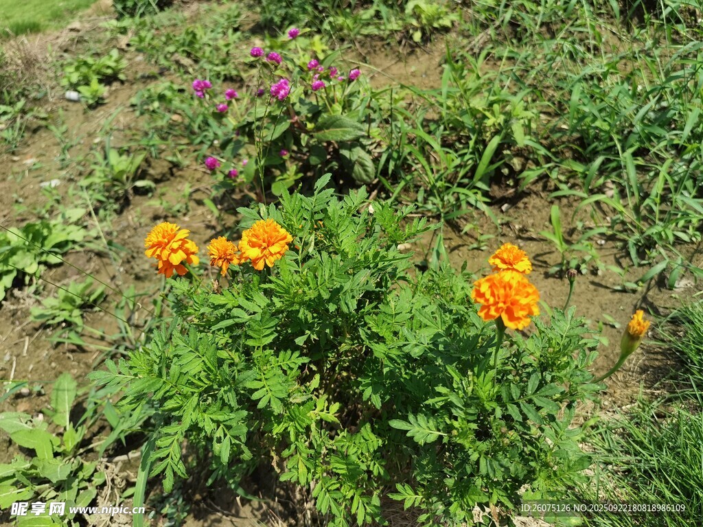 花园中绽放的橙色花朵