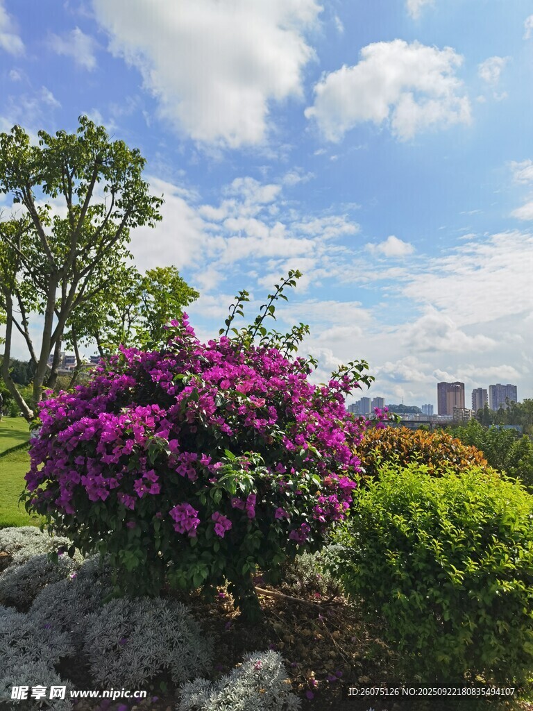 繁花绿植装点的美丽景致
