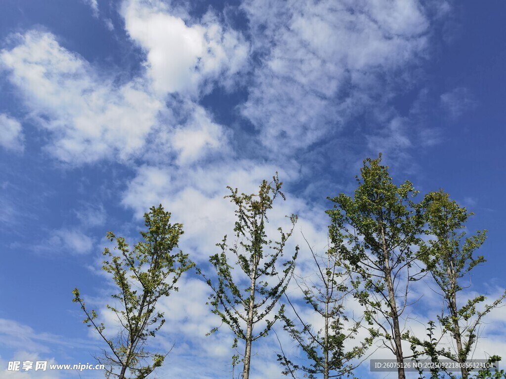 蓝天绿树清新自然景致
