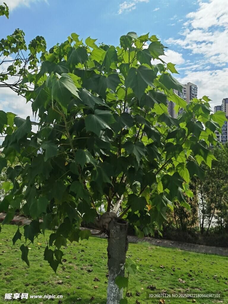 绿叶繁茂的树于草地之上