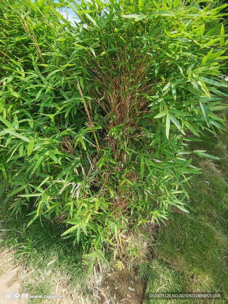 翠绿繁茂的竹类植物
