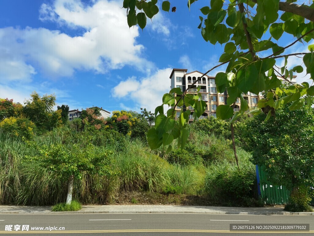 城市边的绿植与建筑景观