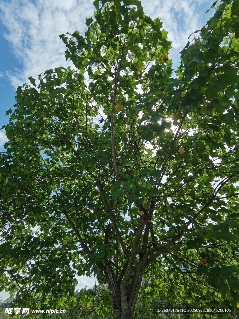 夏日葱郁大树
