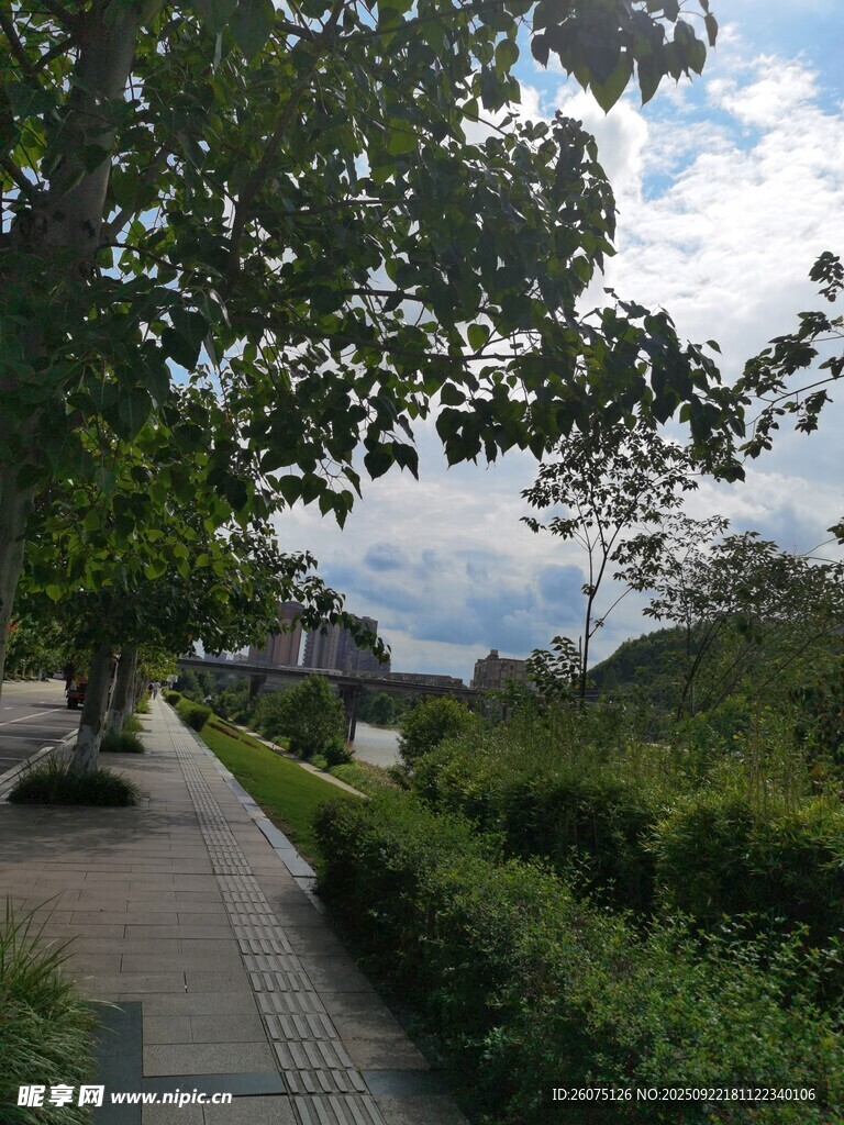 林荫小道旁的绿植景观
