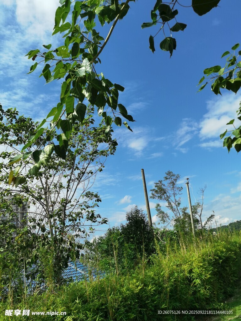 蓝天绿树间的自然景致