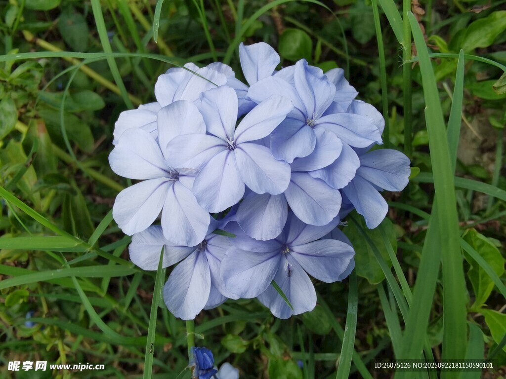 蓝绣球花绽于翠绿草丛