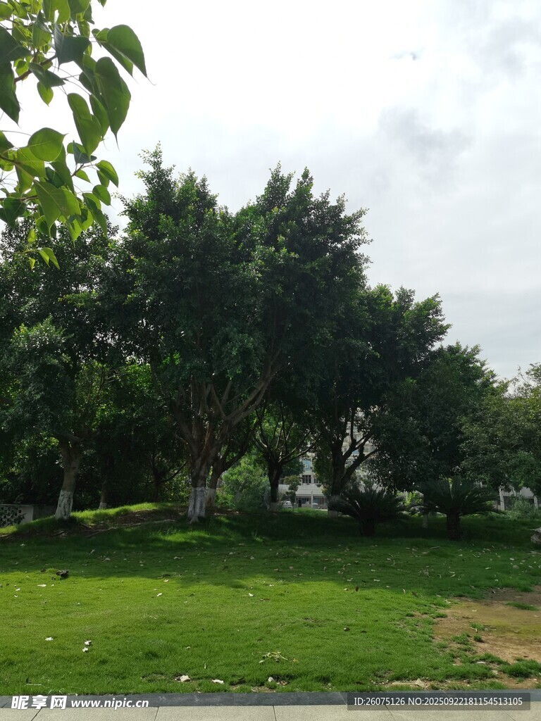 绿意盎然的户外草地景观