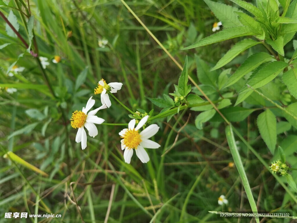 草丛中的白色小花