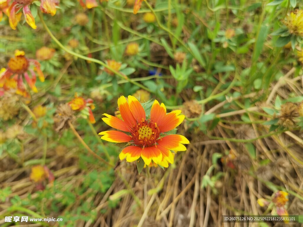 田野中的艳丽金鸡菊