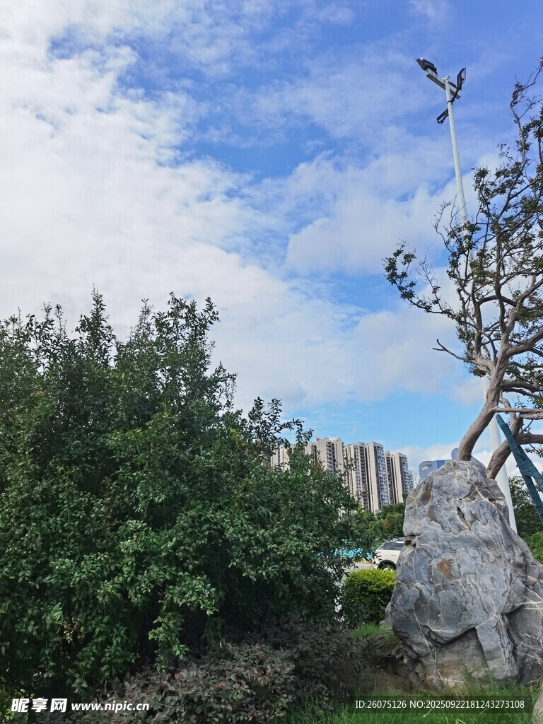 园林景致中的奇石与绿树