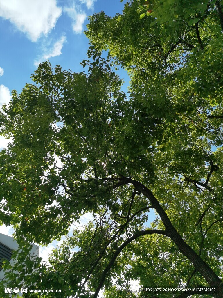 仰视葱郁树冠与蓝天