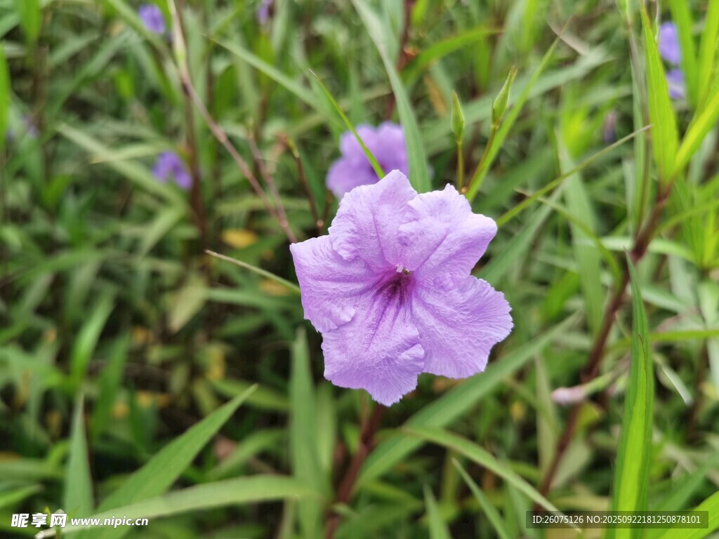紫色小花绽放于草丛间