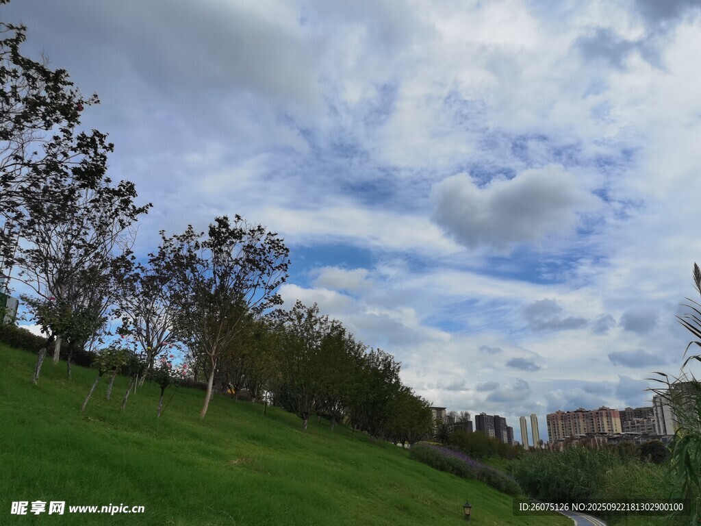 绿草如茵的户外风景