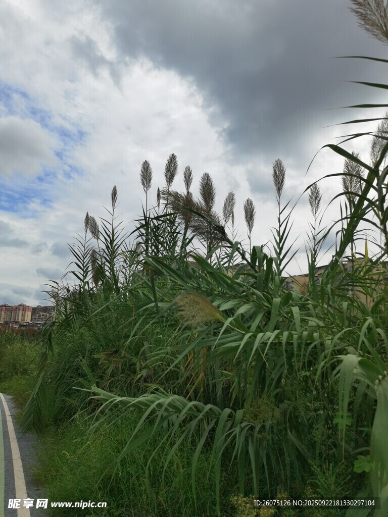 路边繁茂的绿色植物景观