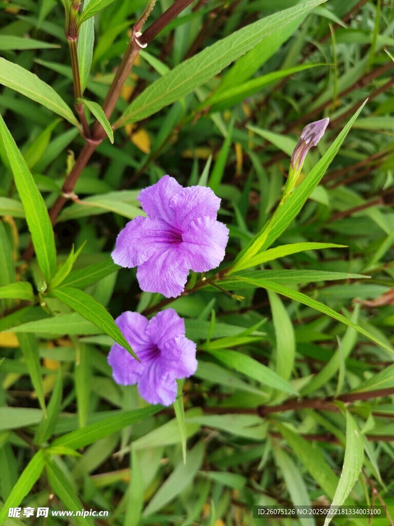 两朵紫花绽放绿叶间