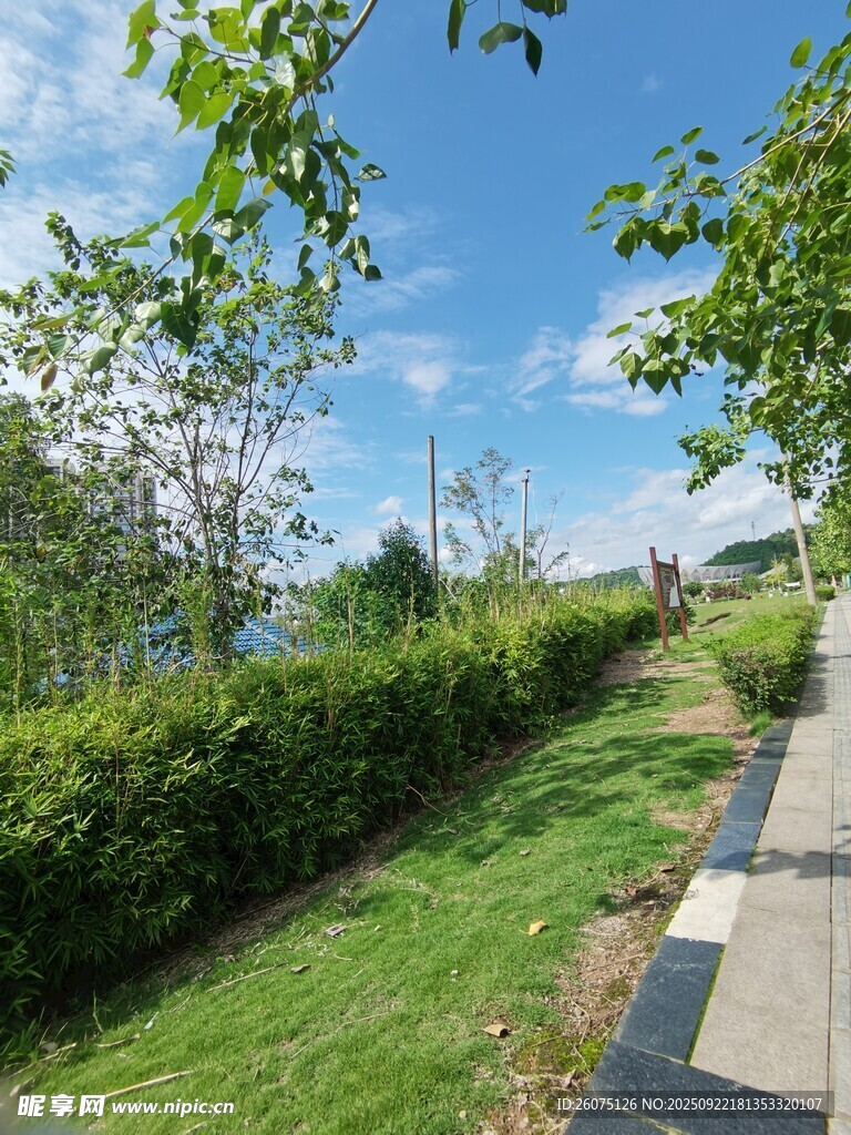 户外清新的林荫步道风景