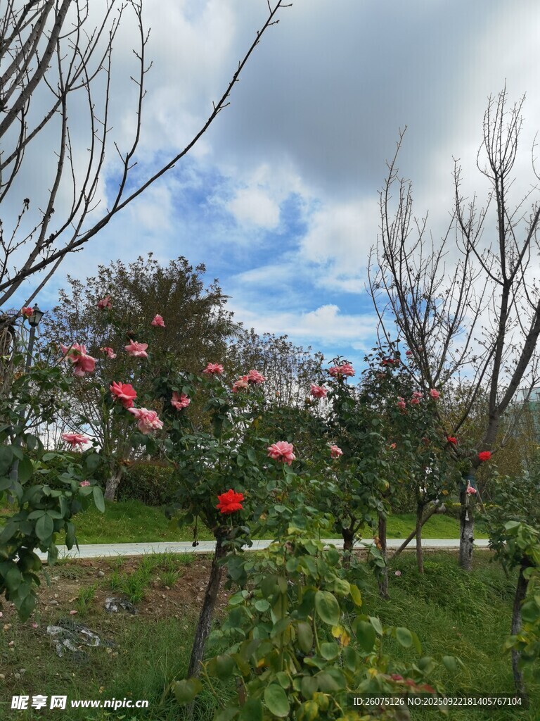 秋日繁花点缀的树木景观