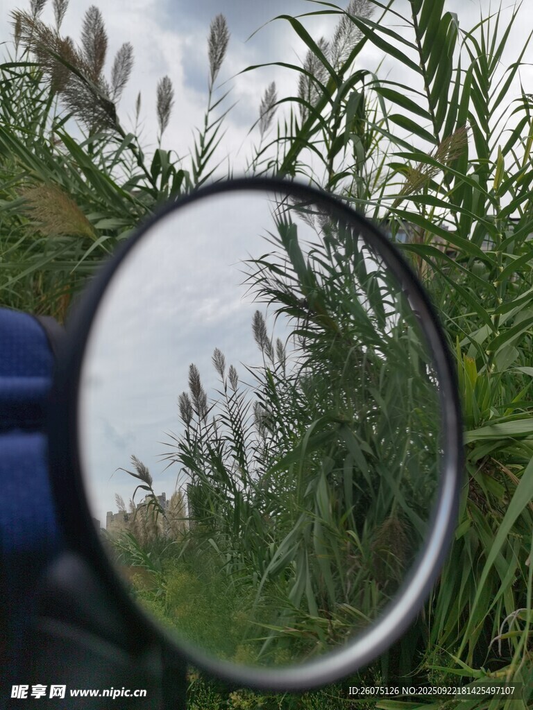 放大镜下的植物景象