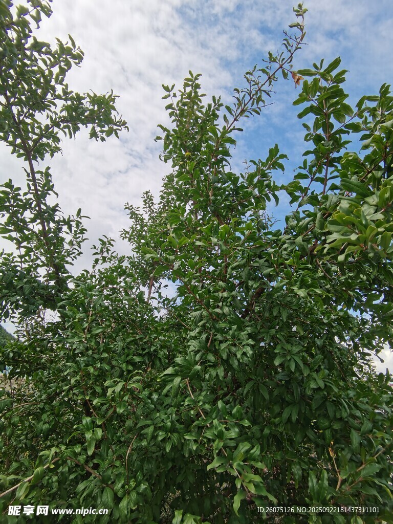 仰视葱郁树木与蓝天白云