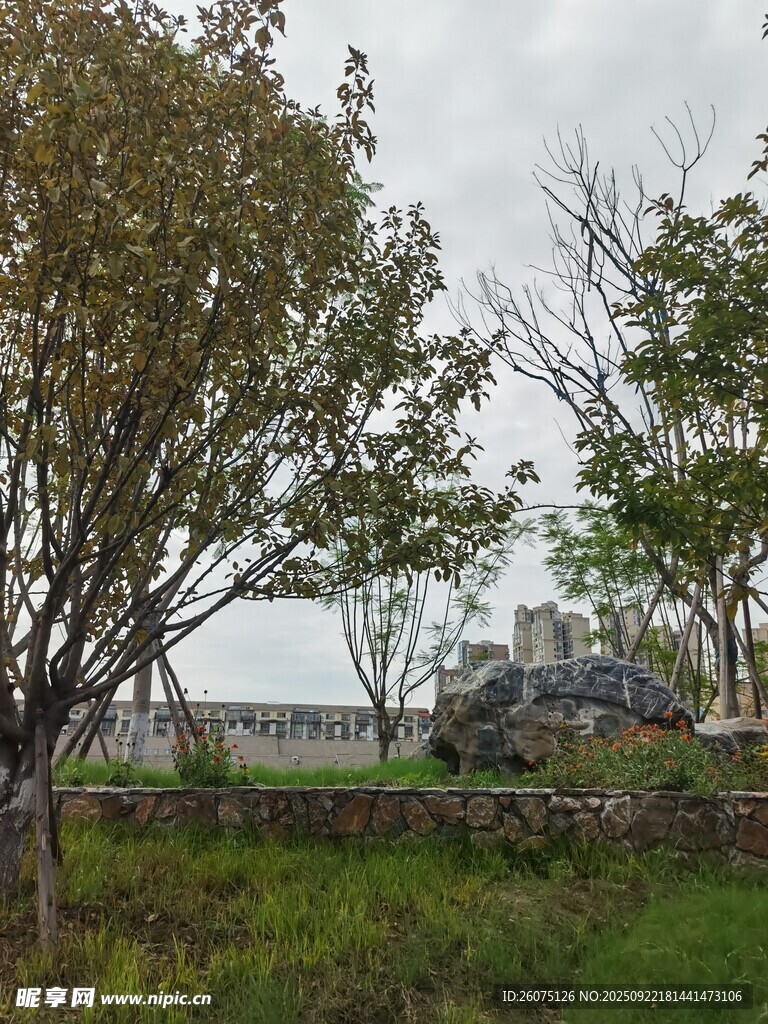 乡村野外树木风景画面