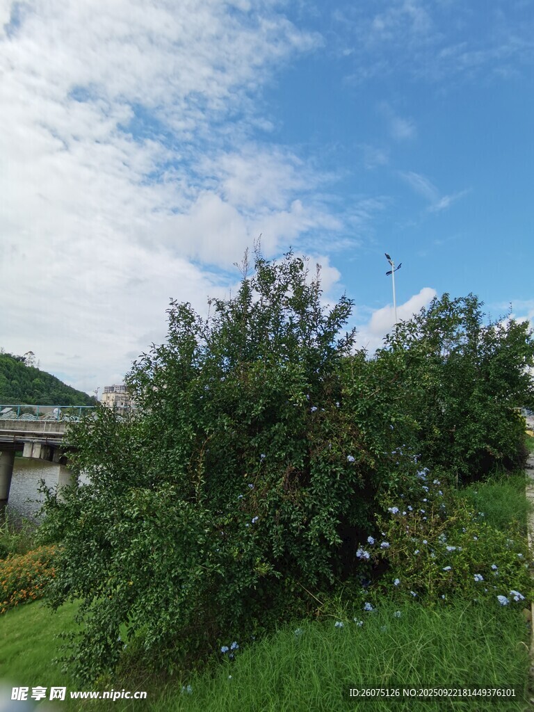 蓝天白云下的绿植景观