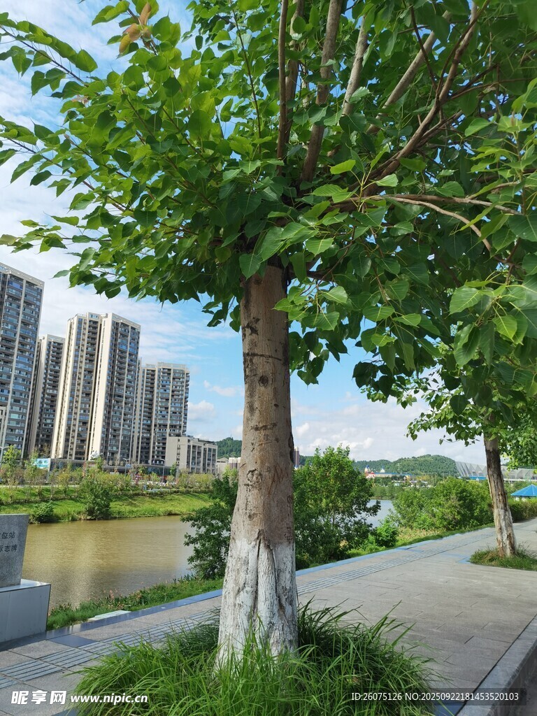 城市河畔绿树成荫美景
