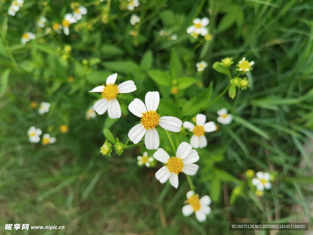 野外绽放的清新小雏菊