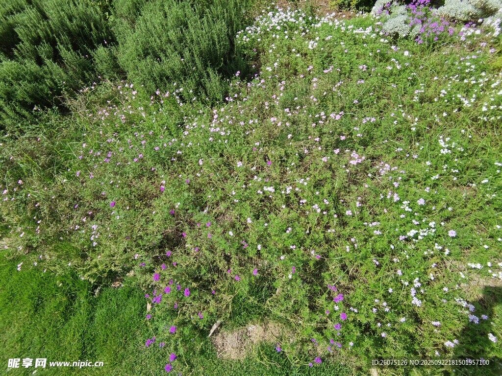 野外繁茂的绿色植物景观
