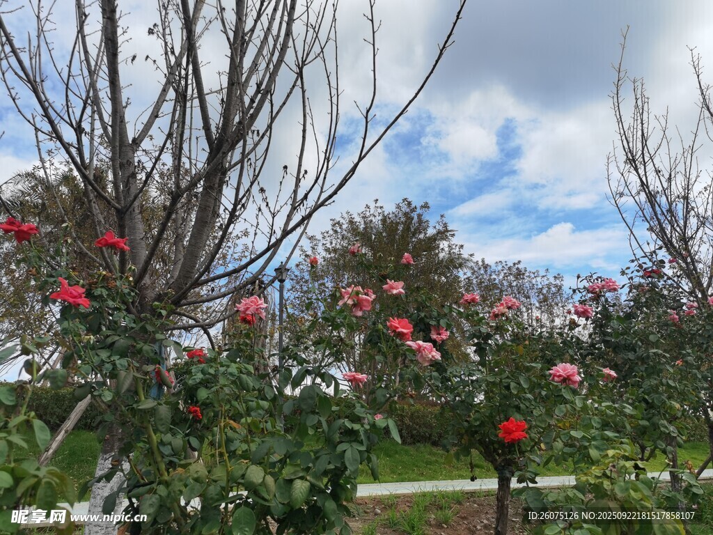 枝头红花映蓝天