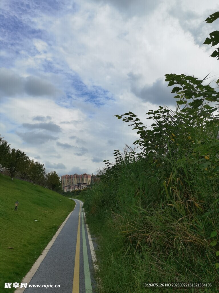 郊外林荫小道风景