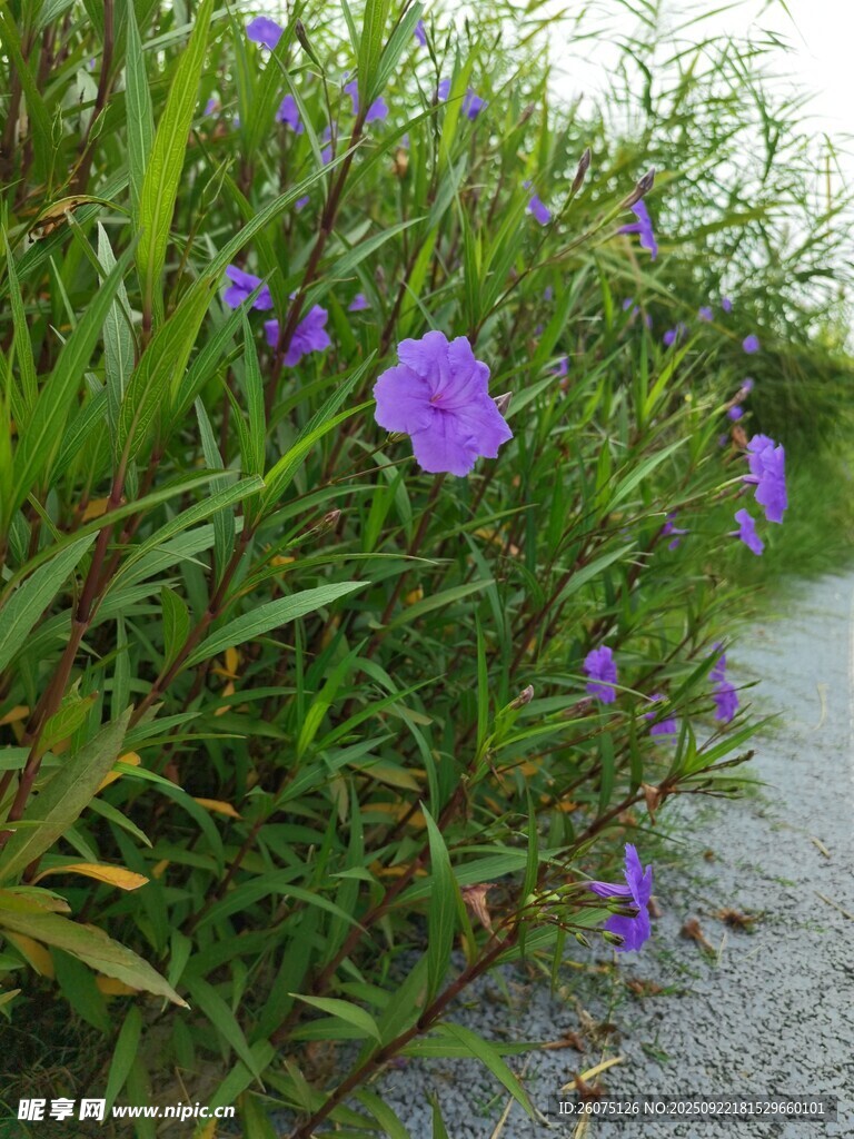 路边绽放的紫色牵牛花