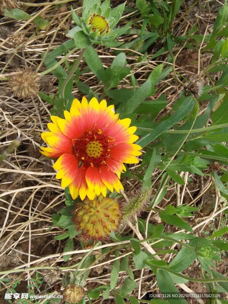 草原上的红黄双色花朵