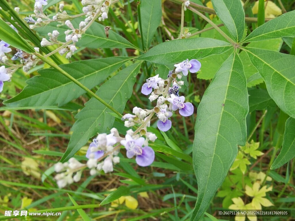 紫色野花绽放绿叶间