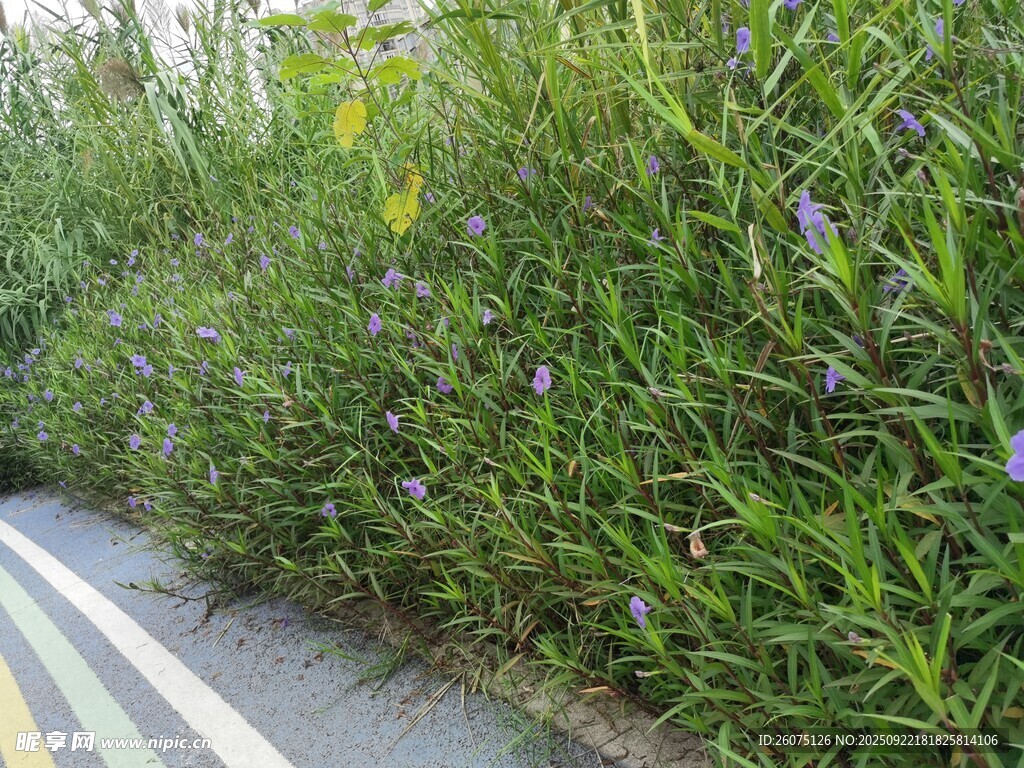 路边繁茂绿植景观