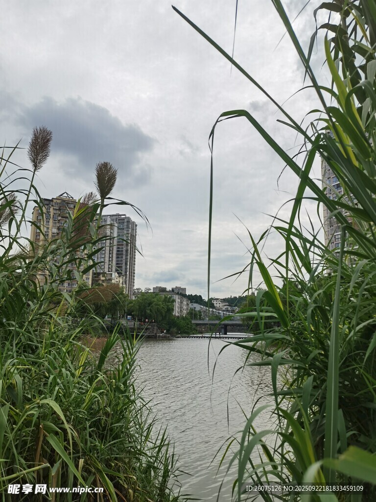 河畔绿植与远处高楼景观