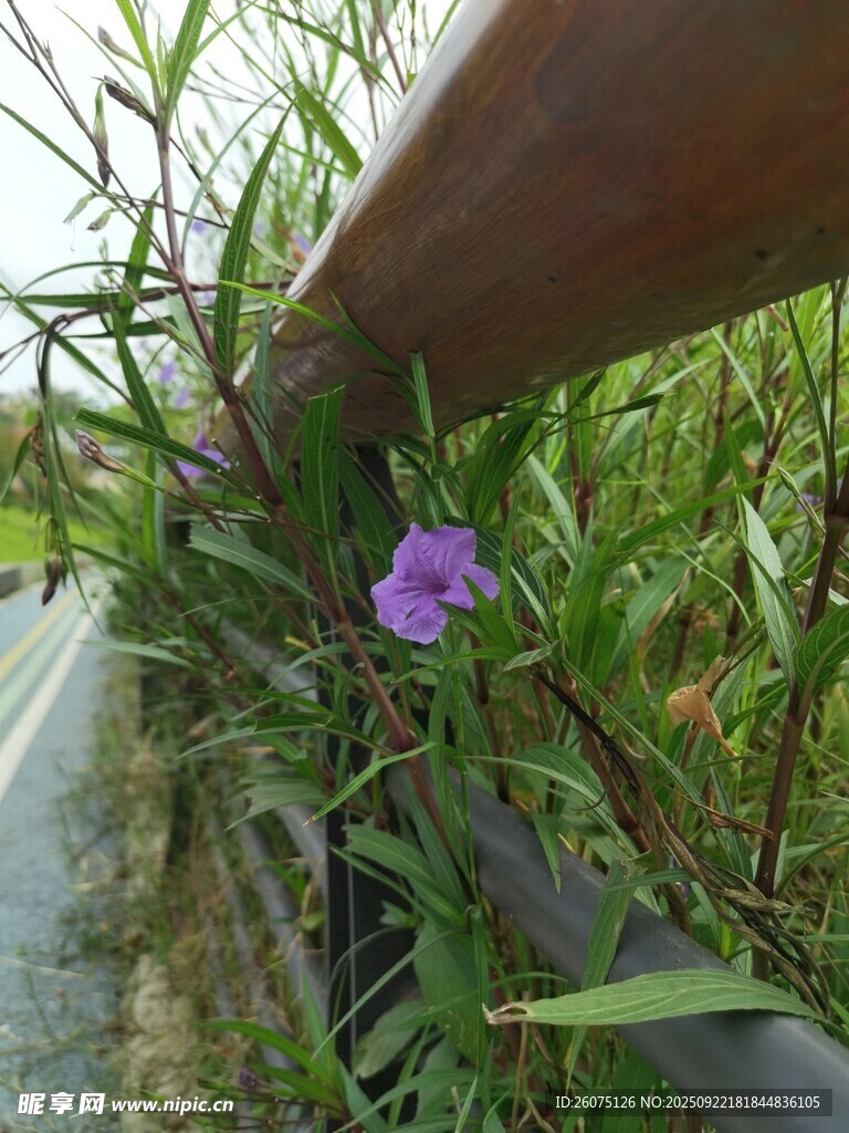 路边绽放的紫色小花